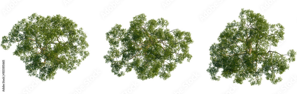 Obraz premium Eucalyptus camaldulensis tree plan, top view, cutout, transparent background, isolate, Lush green tree canopy viewed directly from above isolated on black