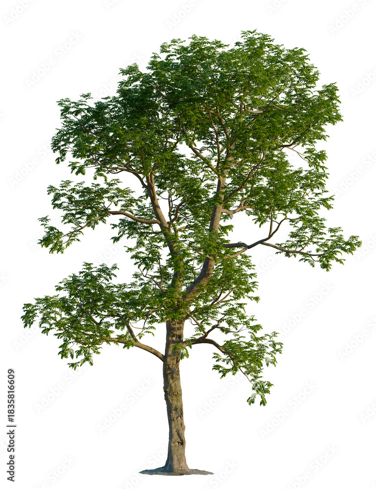 Obraz premium Carya illinoinensis tree, front view, cutout, transparent background, isolate, Detailed tree standing tall with vibrant green leaves against black backdrop