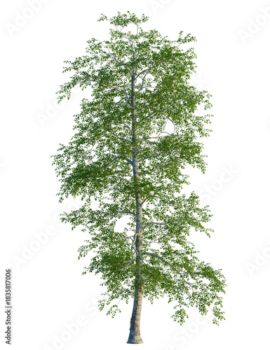 Foto Betula populifolia tree, front view, cutout, transparent background, isolate, Be