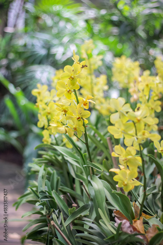 Yellow orchids dendrobium flower field blurred green garden background