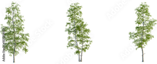 Obraz na płótnie Betula populifolia tree, front view, cutout, transparent background, isolate, El