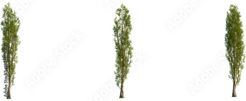 Tablou pe pânză Populus nigra tree, front view, cutout, transparent background, isolate, Stunnin