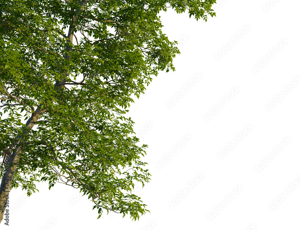 Fototapeta premium Carya ovata tree, corner view, cutout, transparent background, isolate, Vibrant green tree foliage overlay with transparent background space
