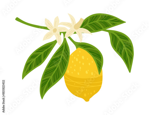 Lemon tree branch textured vector illustration. Citrus twig leafage lemon with leaves and flowers. Fresh juicy citrus abstract whole lemon art. Decorative fruits painting hand drawn design elements