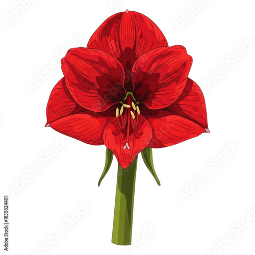 Stunning red amaryllis blossom against bold black backdrop, perfect for elegant designs and vibrant spring themes adding a touch of floral artistry