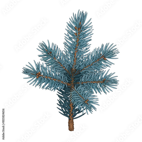 Elegant blue spruce branch with soft needles for festive winter holiday designs and botanical illustrations, perfect for Christmas cards and seasonal projects