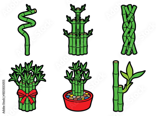 Lucky Bamboo Plant Arrangements for Home Decor.