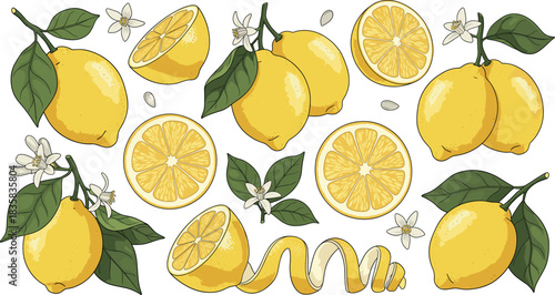 Set of fresh lemon fruits with slices flowers leaves and peel ribbons in detailed botanical citrus vector illustration