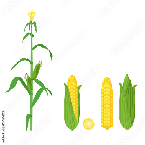 Flat vector illustration set of a Sweet Corn plant and fresh ears of yellow corn. Great for agriculture, healthy food, summer BBQ, and farming graphic design.