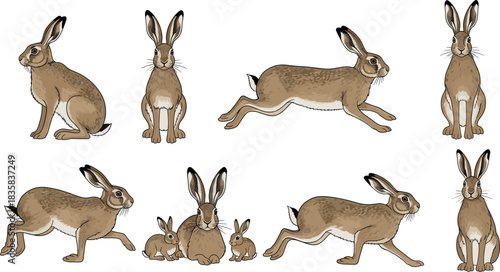 Set of diverse wild animals including raccoon fox panda koala monkey bear and woodland creatures in detailed cartoon vector illustration