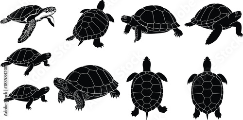 Different Poses of Tortoises and Terrapins from Various Angles Collection