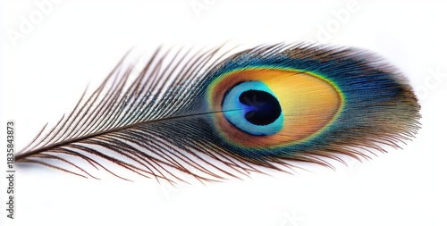 Wallpaper Mural Close-up of a vibrant peacock feather with iridescent blue, green, yellow, and brown hues on a white background Torontodigital.ca