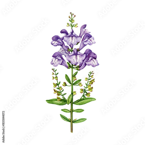 Photos Skullcap herb vintage style botanical watercolor illustration