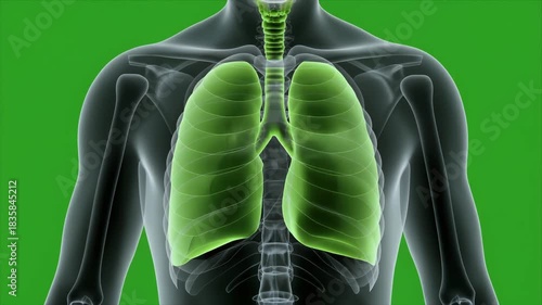 Human Lung Anatomy X-Ray Visualization for Medical Education and Research.