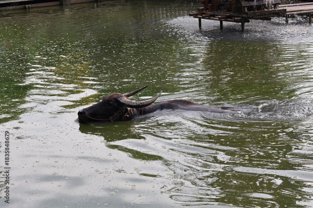 Fototapeta premium Large water buffalo calmly swims through murky green pond water. Its dark body and powerful horns move gracefully, creating ripples across peaceful surface. animal appears content, enjoying