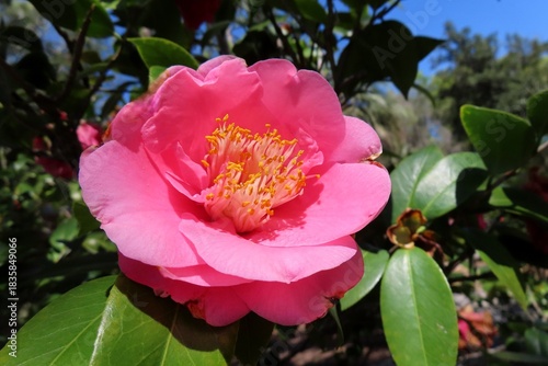 Wallpaper Mural Beautiful pink camellia flower on blue sky background in Florida nature Torontodigital.ca
