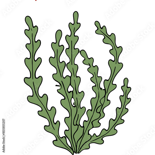 Stylized illustration of green sea kelp or seaweed on black background graphic element in organic natural style isolated simple drawing
