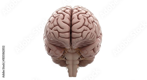 Human Brain Anatomy Showing Lobes and Structure in Detailed Medical Illustration Rendered Against Clean White Background Ideal for Neuroscience and Education Exactly 200