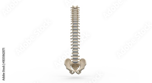 Human Spinal Column Anatomical Structure Featuring Pelvic Bone Illustrating Skeletal Anatomy Vital for Medical Education and Healthcare Professionals in a Detailed Depiction