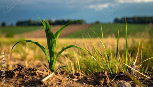 Young plant sprouts in earth ground