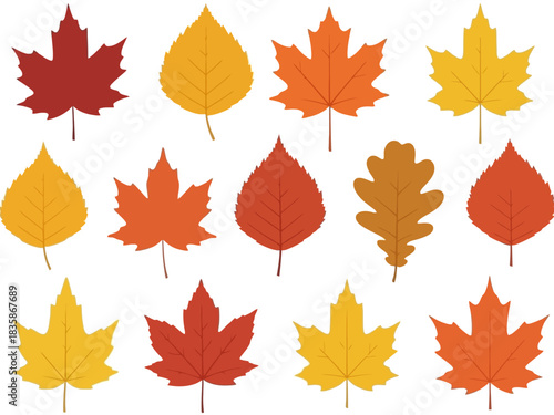 Vibrant collection of diverse autumn leaves showcasing the beauty of the fall season, featuring various tree leaf shapes and natural colors perfect for seasonal design projects and natural themes