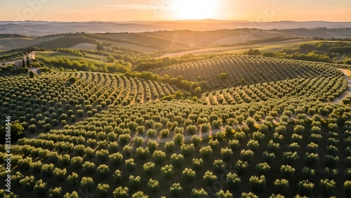 Aerial view of olive tree plantation on rolling hills at sunset in tuscany italy landscape scenery