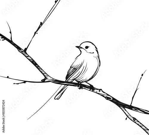 Single-stroke outline of a perched bird on a thin branch, using airy negative space and elegant minimal curves 3