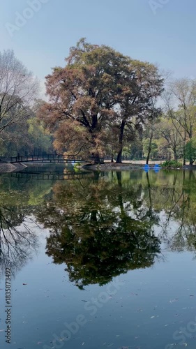 Reflection of trees in the water. Lake in the park