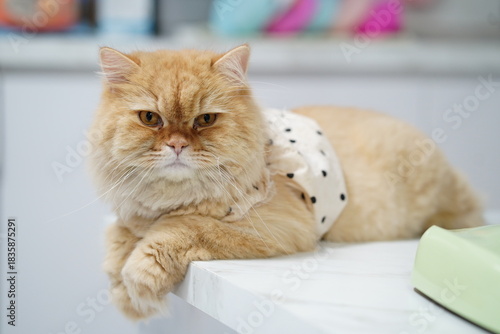 Wallpaper Mural Cute fluffy orange cat lounging on a kitchen counter, wearing a stylish polka dot harness, looking directly at the camera with a calm expression Torontodigital.ca