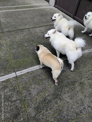Two white Japanese spitz dogs and a pug walking together through the city streets.dos perros spitz japonés blanco a un pug caminando juntos por las calles de la ciudad (34)
