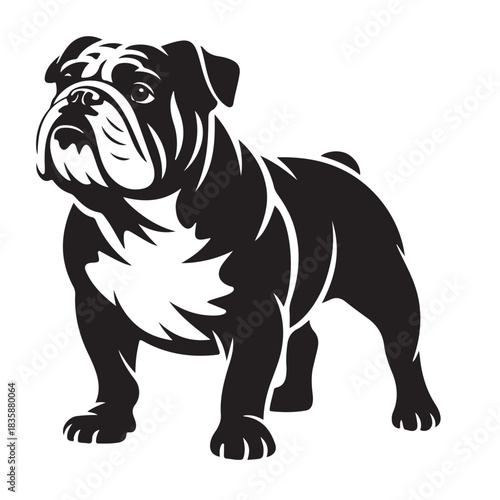 Majestic english bulldog standing proudly isolated on white background, showcasing its muscular build and distinctive wrinkles