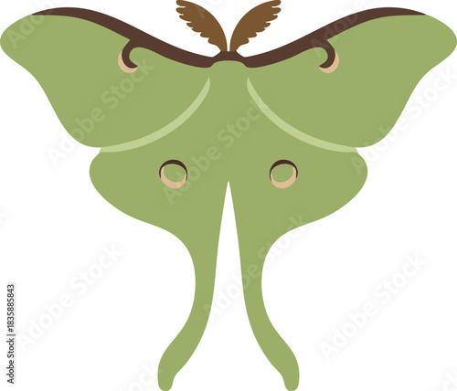 Green luna moth with tails