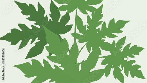 Vibrant Green Papaya Leaves Silhouetted Against Light Background.