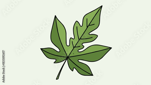 Simple hand drawn illustration of a green papaya leaf.