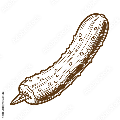 Vintage sketch illustration of a detailed cucumber isolated on white background