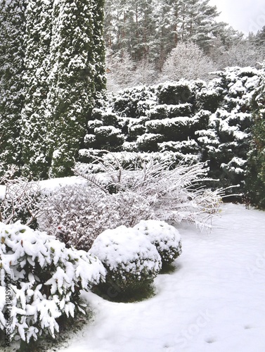 Winter garden landscape showing snow covered evergreen trees, manicured hedges, and shrubs under cold white blanket