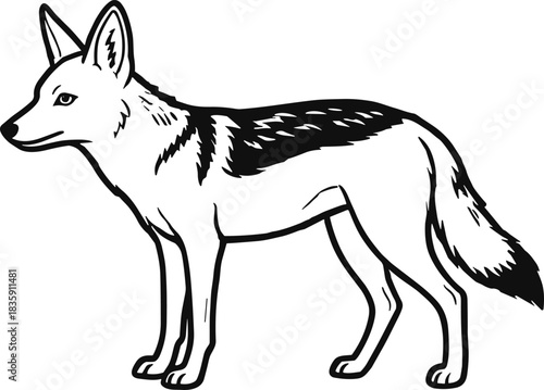 Jackal Illustration – Isolated on Transparent Background Black and White Wild Animal Vector Drawing