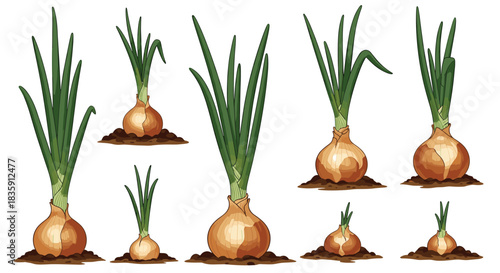 A collection of illustrations depicting various stages of onion growth in soil.