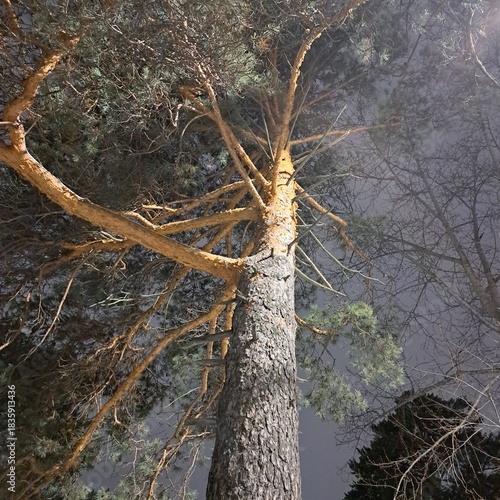 tree in the forest