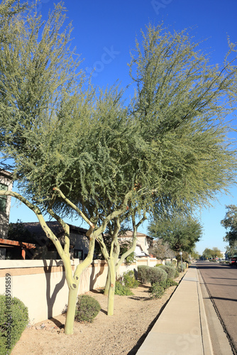 Mature Palo Verde trees with evergreen canopy even in late autumn growing along xeriscaped street sidewalk in Phoenix, Arizona