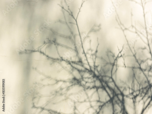 Shadows of tree branches on a plastered wall