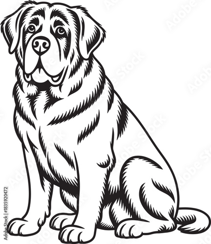 Bernard dog sitting illustration black and white art