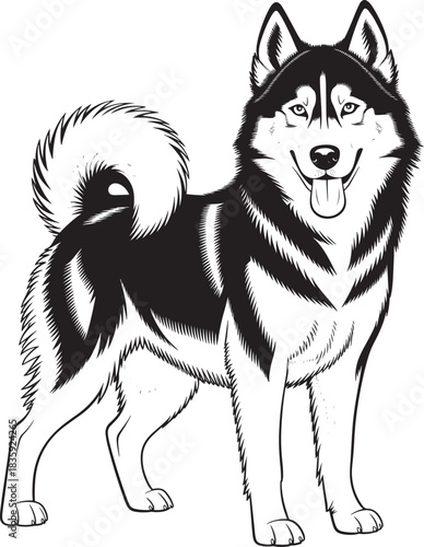Siberian husky dog vector illustration standing pose