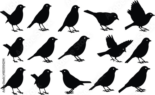 Collection of black bird silhouettes in various poses on white background vector 2