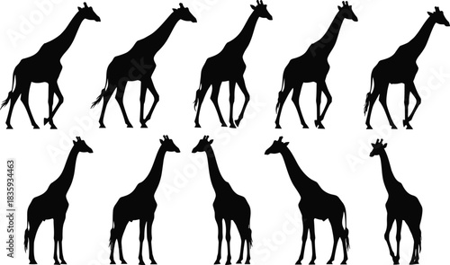 Collection of black giraffe silhouettes in various poses on white background animal