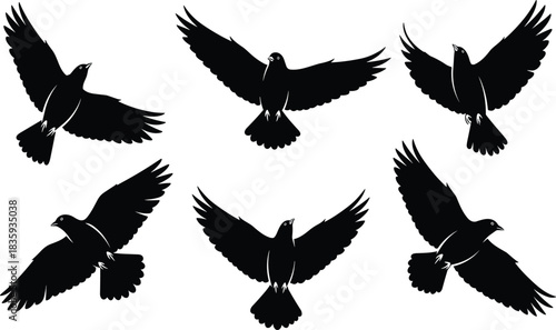 Six black silhouette birds in flight on white background flying wings spread