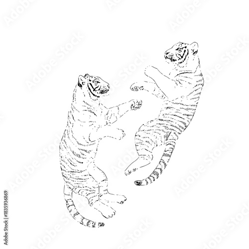 Two cute tigers playing with bubbles illustration for children and coloring books page design