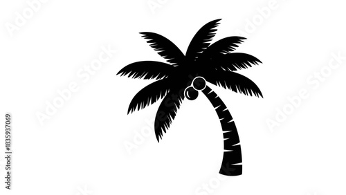 Silhouette of a palm tree with coconuts, isolated on a white background.