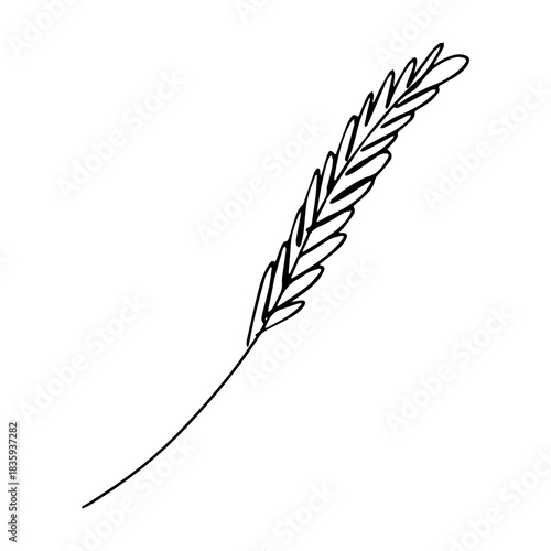Hand drawn cereal wheat oat rye barley rice ears spikelet clipart Organic wheat bread agriculture farming harvest healthy food Single element for print packaging label design decor