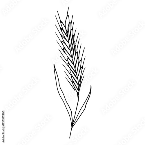 Hand drawn cereal wheat oat rye barley rice ears spikelet clipart Organic wheat bread agriculture farming harvest healthy food Single element for print packaging label design decor